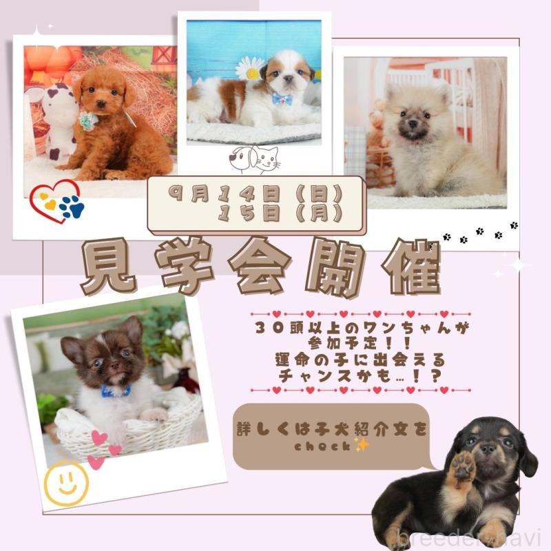 販売中の静岡県のポメラニアン-402853の3枚目